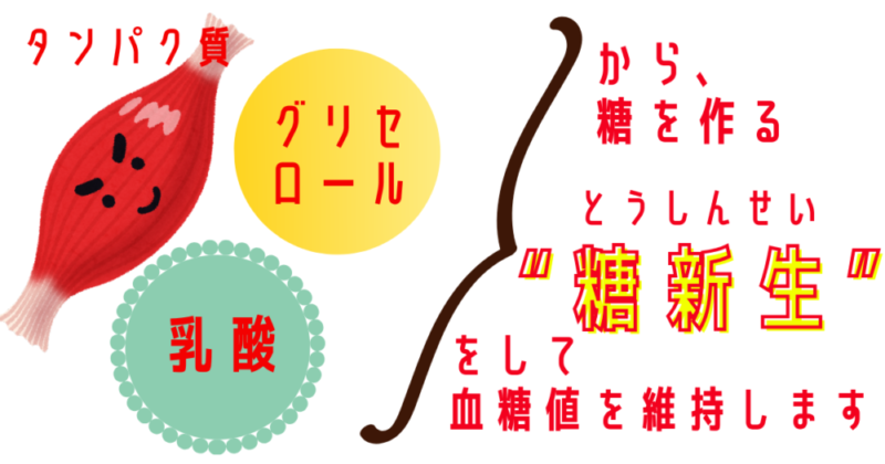 糖新生のための3つの材料