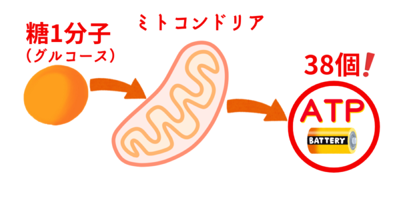 糖1分子から38個のATP